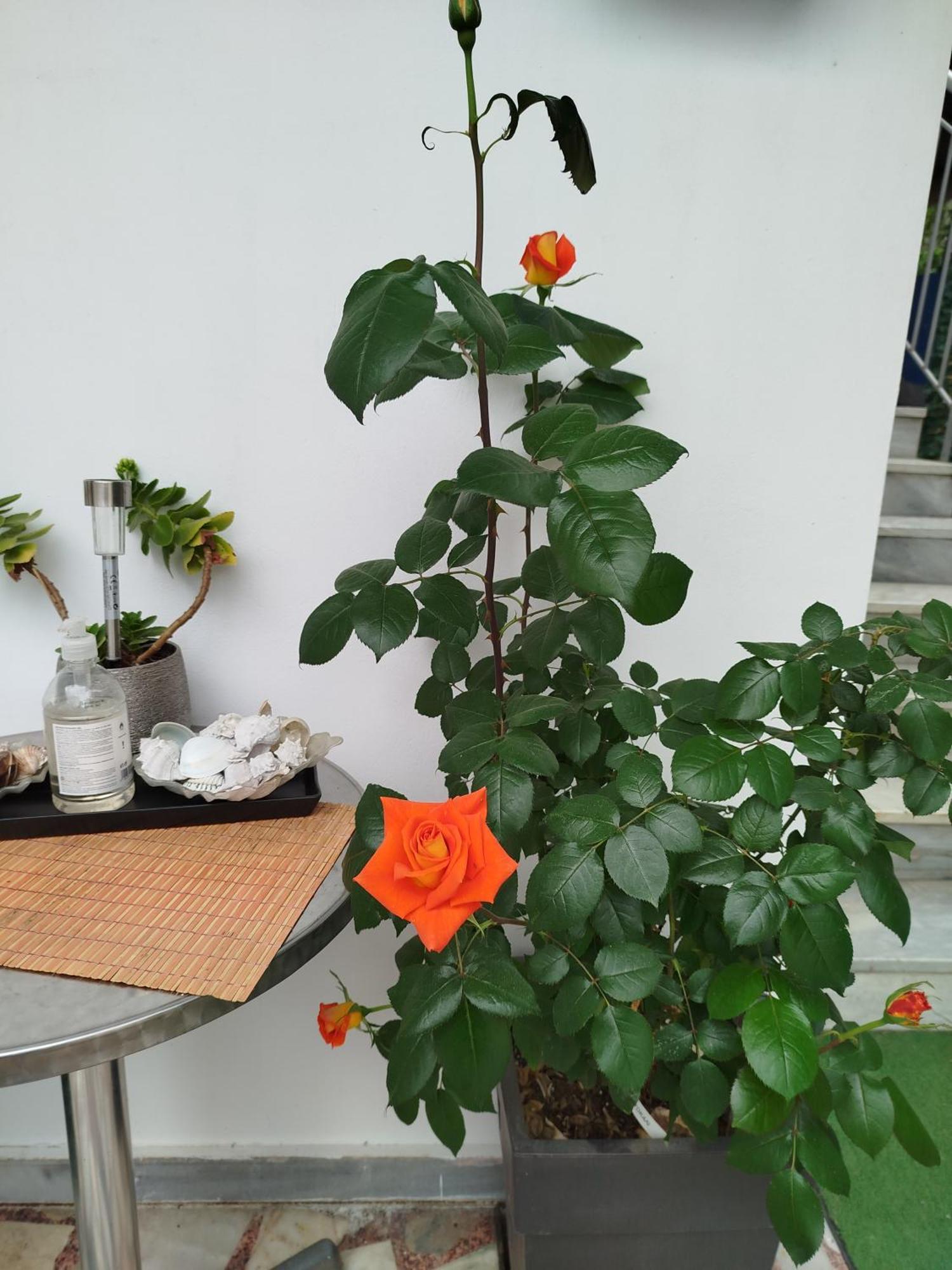 Alenstudios Paralia Katerinis Ngoại thất bức ảnh
